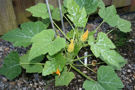 This year was my first year growing zucchini. Tasty Travels... food talks, I listen: Mid-July Squash Tour