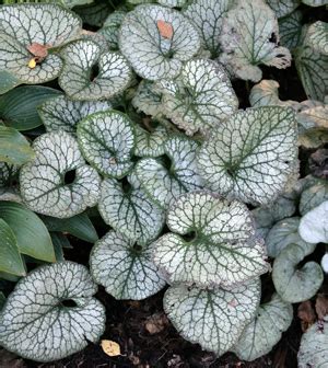 Along the edge of a border or woodland stream, brunnera plant is a good accent. Brunnera macrophylla 'Jack Frost' - Wisconsin Horticulture