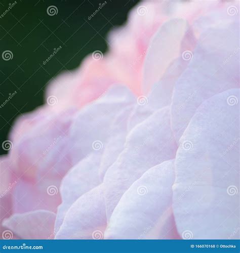 Close Up Of Pink Rose Leaves Stock Photo Image Of Ecology Garden