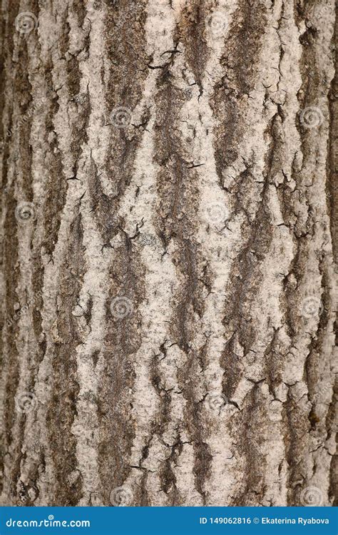 Bark Of An Oak Tree Close Up Stock Photo Image Of Background