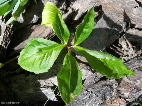 Arisaema triphyllum is a species in the genus arisaema which contains between 203 and 218. Arisaema triphyllum ssp. quinatum