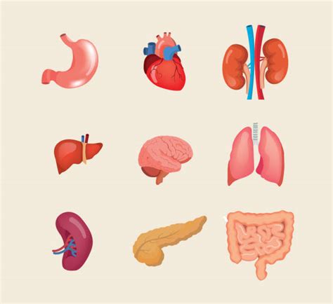 Best Organ Transplant Illustrations Royalty Free Vector Graphics