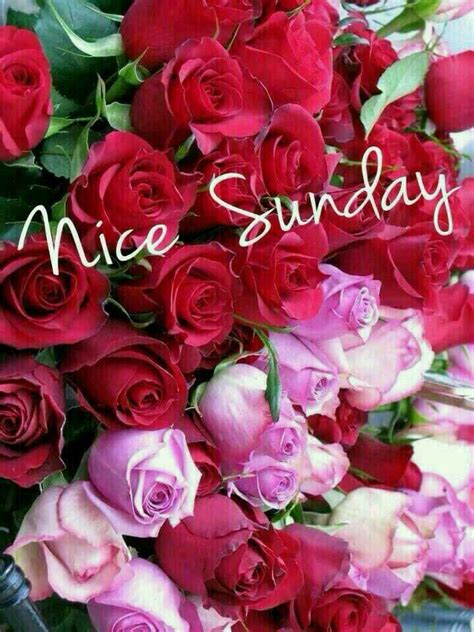 Send these beautiful wishes, photos and hd pics to your loved ones and wish them happy here is our awesome collection good morning sunday images, wishes and greetings. Love lazy Sundays | Beautiful flowers, Flowers, Rose