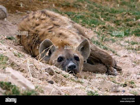 The Brown Hyena Hi Res Stock Photography And Images Alamy