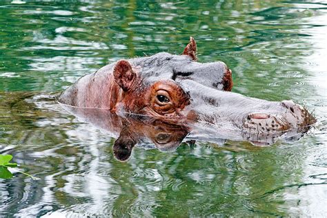 A Reflection Of My Hippos Eye Photograph By Evan Peller Fine Art America