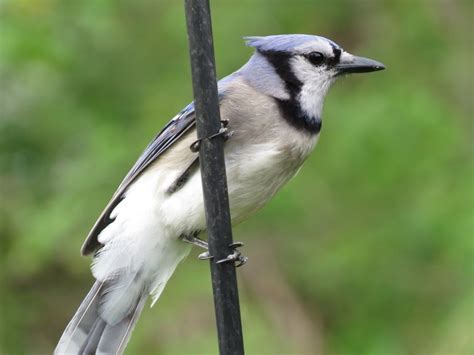 Common Types Of Backyard Birds In The Northeast Owlcation