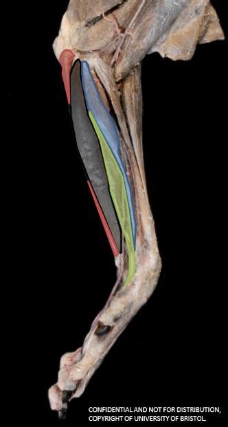 Anatomy Medial Muscles Of The Canine Antebrachium Forelimb L3