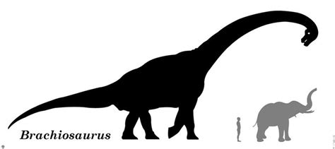 DINOSAUR : Brachiosaurus With Elephant & Human Comparison | Etsy
