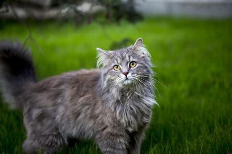 9 Gorgeous Grey And White Cat Breeds