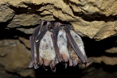 10 Fascinating Facts About Bats Farmers Almanac Bat Facts Learn