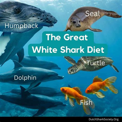 What Do Great White Sharks Eat Dutch Shark Society