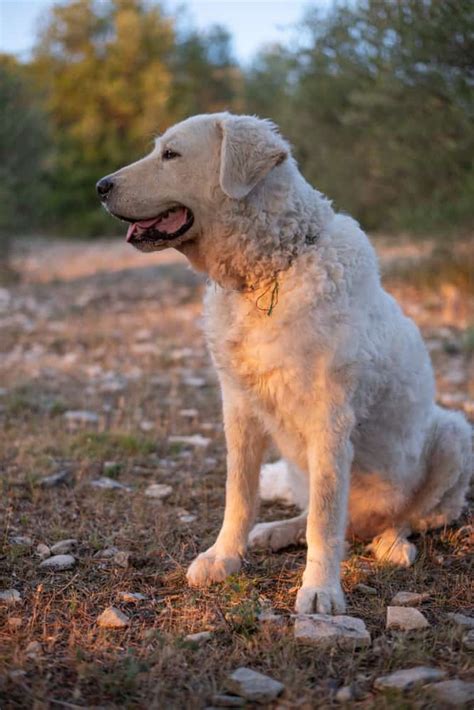 10 Best Lgd Farm Dog Breeds To Herd And Protect Your Livestock