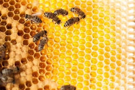 17 Science Backed Health Benefits Of Bee Pollen