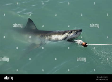 Great White Shark South Africa Stock Photo Alamy