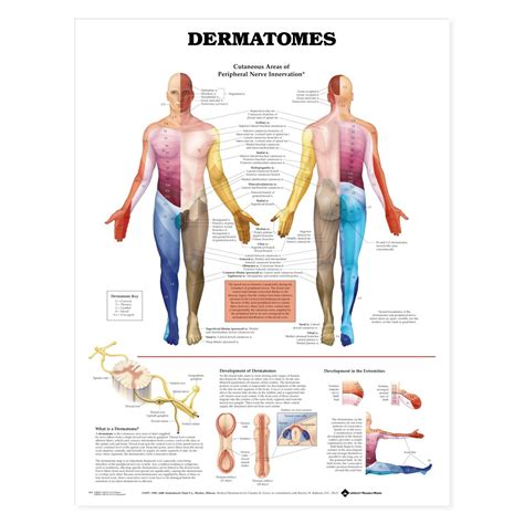 Dermatomes X Premium Poster Learn Muscles Sexiz Pix