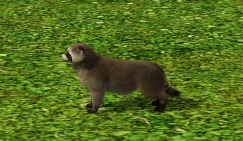Sims 4 Raccoon Cc