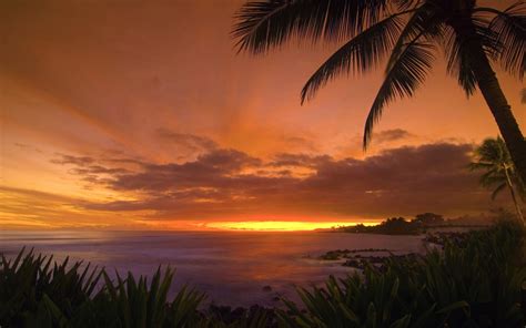 Tropical Sunset Wallpaper Landscape Nature Wallpapers In  Format For