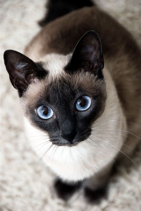 Blue Eyes By Miu Miu 500px Cute Cats Pretty Cats Cat With Blue Eyes