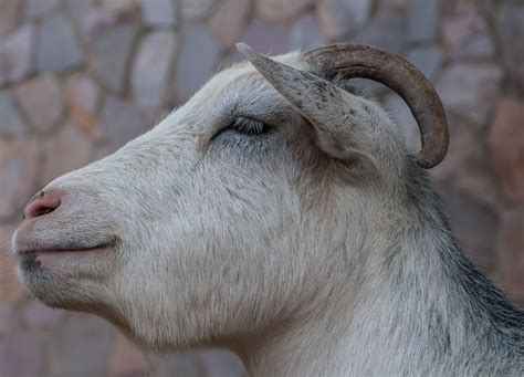 Goat Breeds From Venezuela Wikimedia Commons Image Page De Flickr