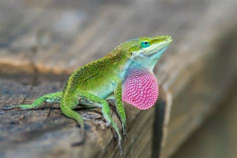 Green Anole With Dewlap At The Ravenel Caw Caw Interpretive Center In