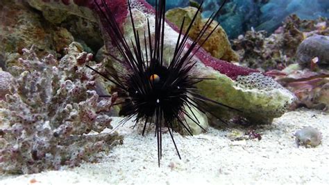 Long Spined Sea Urchin Close Up Youtube