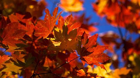 Bright Autumn Leaves Mac Wallpaper Download Allmacwallpaper