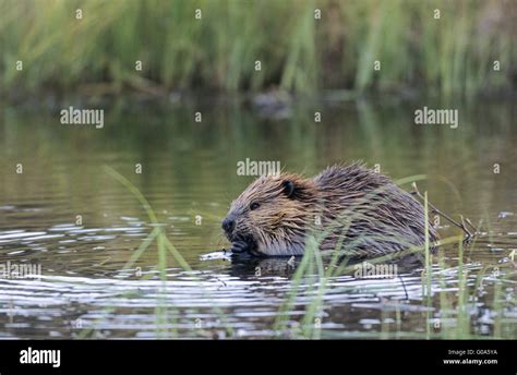 North American Beaver Kit Feeding At Pondside Stock Photo Alamy