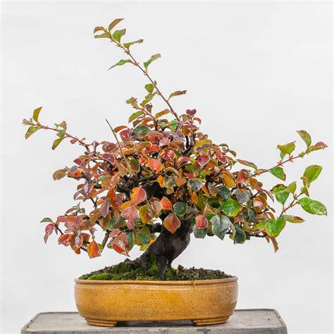 Spring Cutback On Chinese Quince Bonsai Tonight