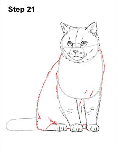 How To Draw A Cat British Shorthair Video And Step By Step Pictures