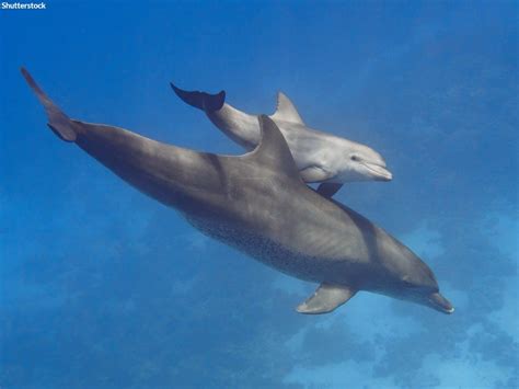 Dolphins Dolphins Baby Dolphins Ocean Ecosystem