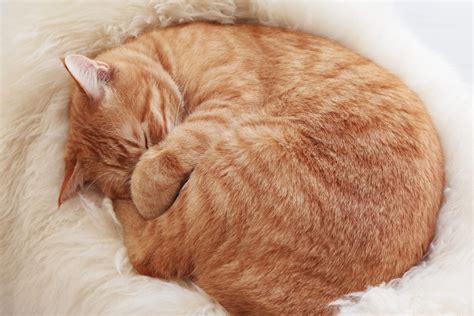Why Do Cats Curl Up When They Sleep