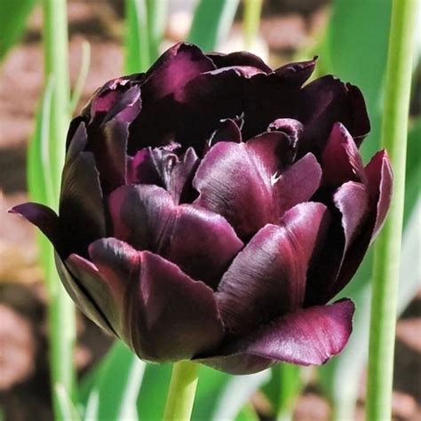 Black Tulips Are They Really Black Article On Thursd Black