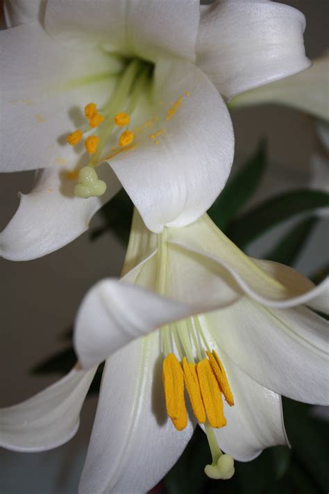 Free Images Blossom White Petal Bloom Floral Spring Botany