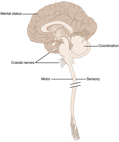 Overview Of The Neurological Exam · Anatomy And Physiology
