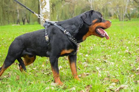 Muscular Rottweiler In Specially Designed Super Strong Genuine Leather