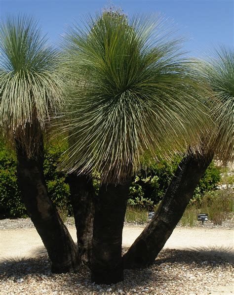 Xanthorrhoea Grass Trees Native To Australia Low Maintenance