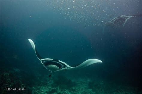 Endangered Manta Rays In A Beautiful And Fragile Underwater