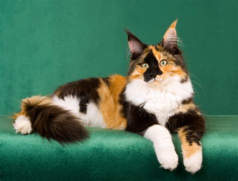 The genetics of cat coat coloration, pattern, length, and texture is a complex subject, and many different genes are involved. Calico Cat Names - Purrfect Cat Names