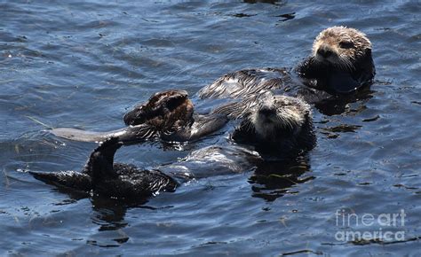 Fantastic Pair Of Sea Otters In Morro Bay California Photograph By