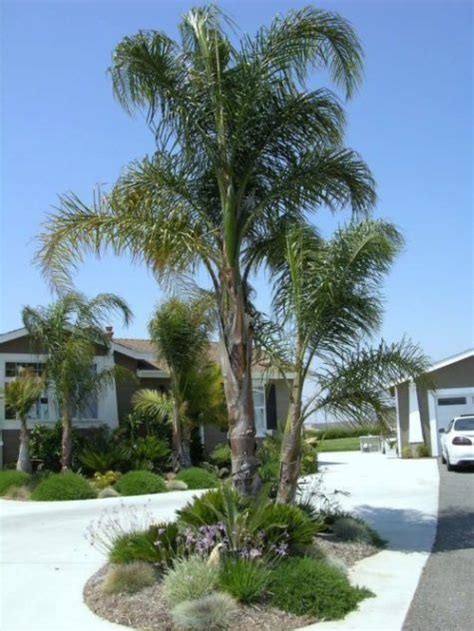 Palmera Pindó Cuidados Palmera Coco Plumosa Cuidados Palmeras