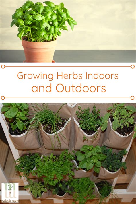 How To Grow Herbs Growing Herbs Growing Herbs Indoors Herbs Indoors