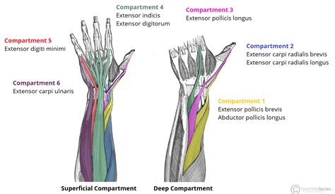 Extensor Tendon Anatomy