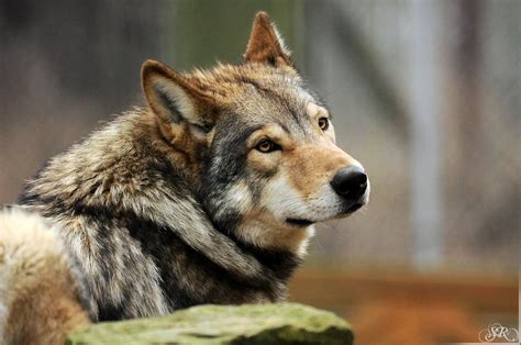 Wolf Spirit Animal Shamanic Dreams Of A Pagan Earth