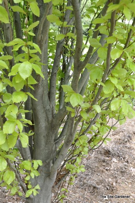 From my previous post on roots heart root systems have multiple primary roots that extend laterally from the trunk and are attached to numerous secondary roots. Fagus sylvatica Dawyckii Gold - The Site Gardener