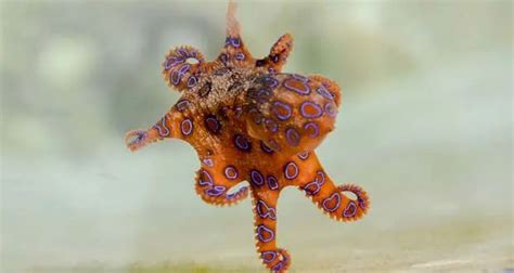 Octopus Facts 21 Interesting Facts About Octopuses