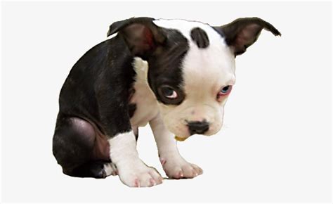 Cute Sad Puppy Meme
