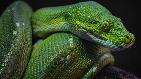 Wallpaper Green Python Snake Macro Pattern Reptiles Resolution