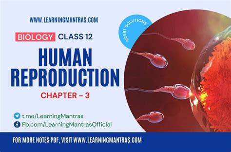 Ncert Solutions For Human Reproduction Biology Class 12 Chapter 3