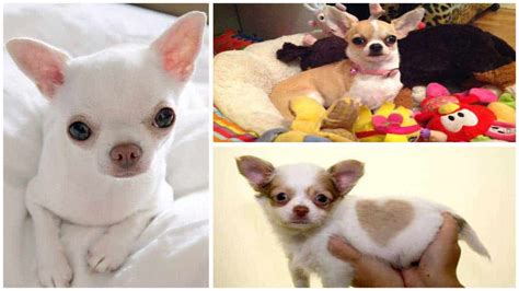 Different Types Of Colors And Markings Of Chihuahua Dog Breeds
