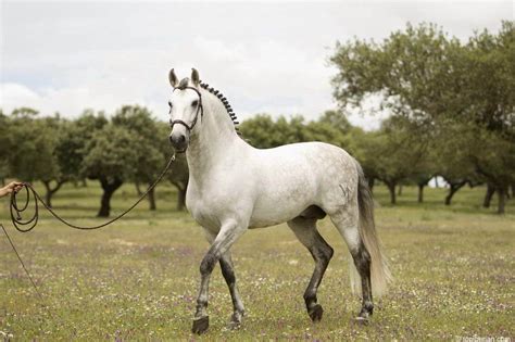 Andalusian Horse Spain The Beautiful Horse Pinterest